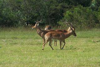 temba game reserve grahamstown accommodation 18